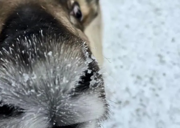 Апартаменты Louhi B